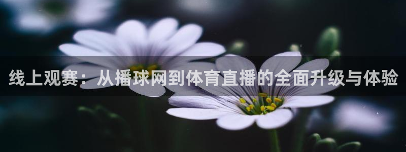 线上观赛：从播球网到体育直播的全面升级与体验